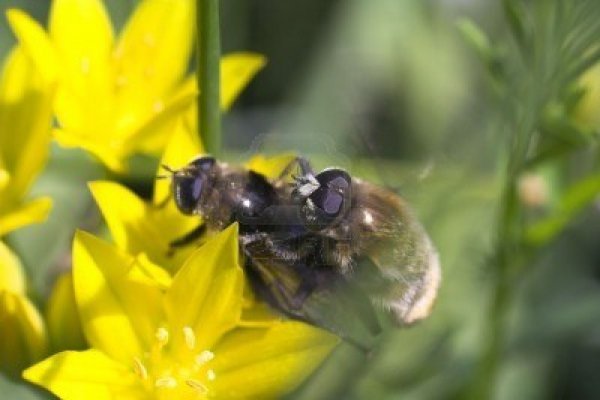 Bees(6)