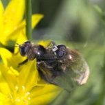 Bees(6)