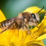 Bees(5)