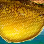 Bees(4)