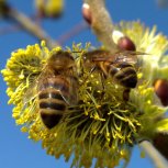 Bees(3)