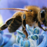Bees(2)