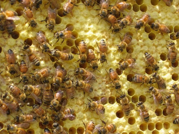 Bees(1)