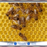 EarthUrantia6061S4