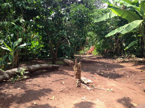 walking through the village visiting widows