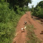 walking through the village visiting widows