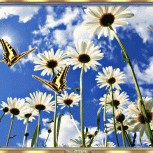 ButterfliesareFree02
