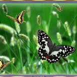 ButterfliesareFree20