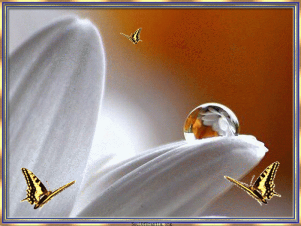 ButterfliesareFree32