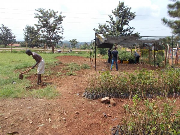 buying trees and planting them