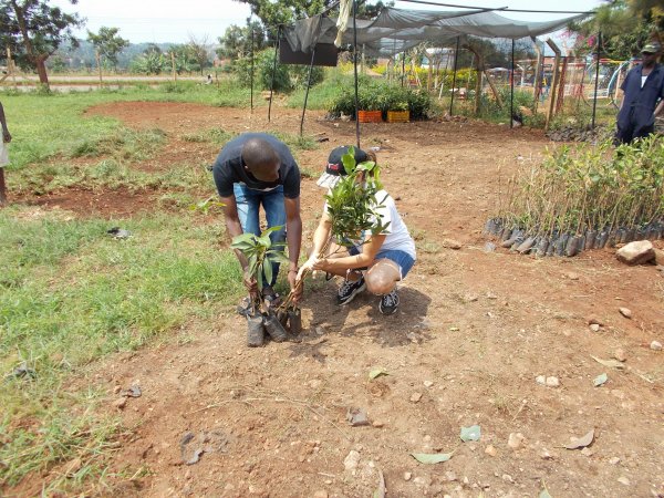 buying trees and planting them