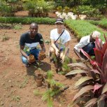 buying trees and planting them