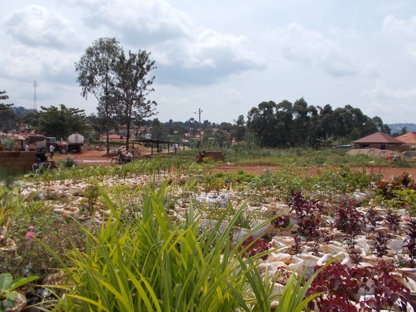 buying trees and planting them