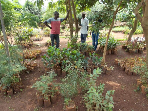 buying trees and planting them