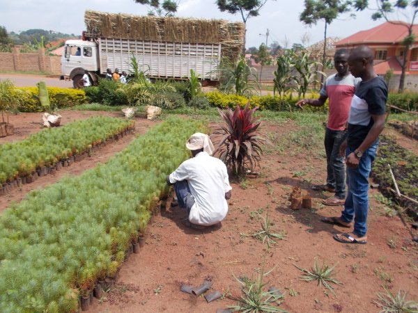 buying trees and planting them