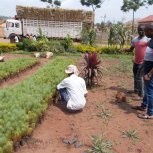 buying trees and planting them