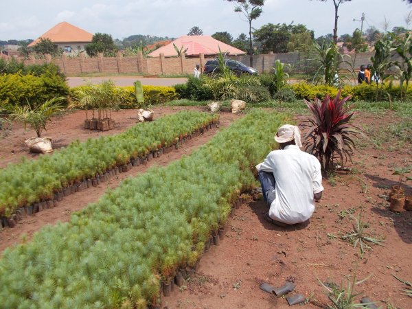 buying trees and planting them