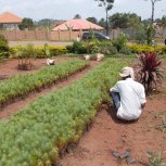 buying trees and planting them