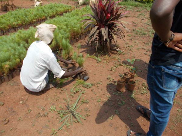 buying trees and planting them