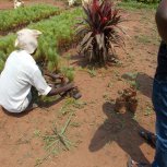 buying trees and planting them