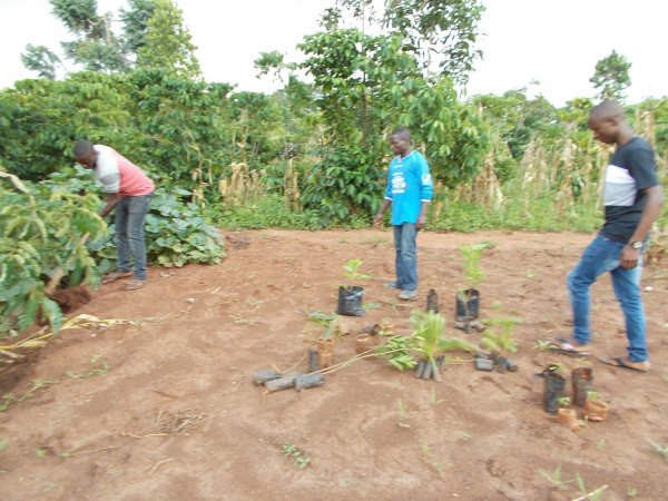 buying trees and planting them