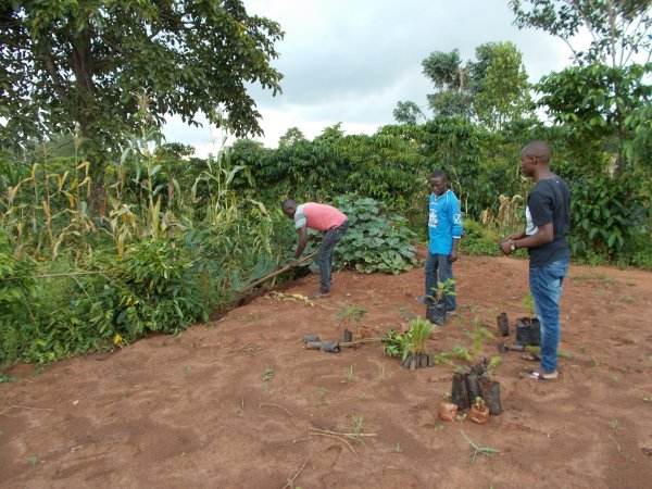 buying trees and planting them