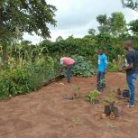 buying trees and planting them