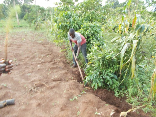 buying trees and planting them