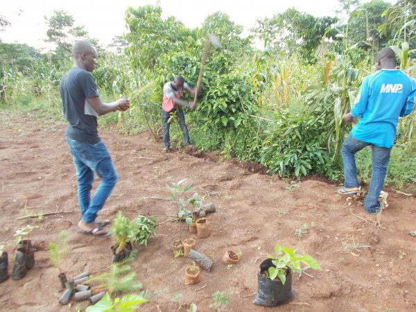 buying trees and planting them