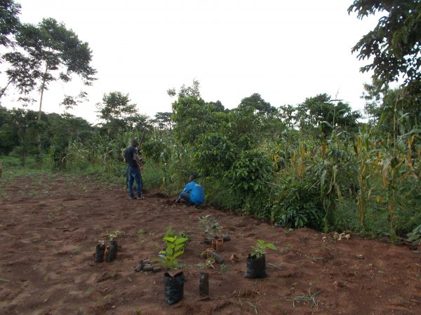 buying trees and planting them