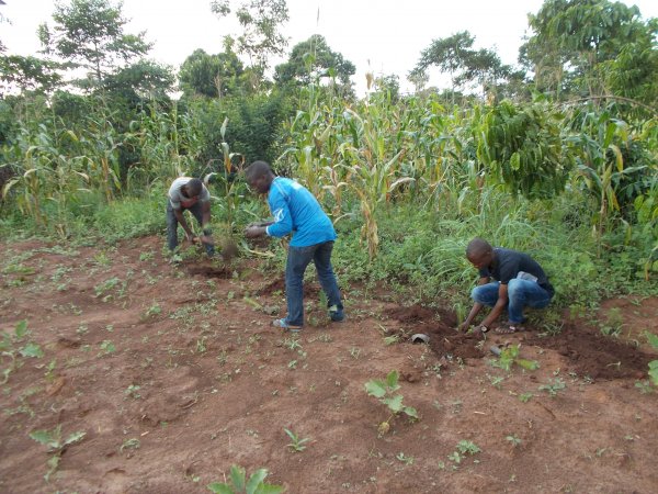 buying trees and planting them