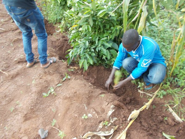 buying trees and planting them