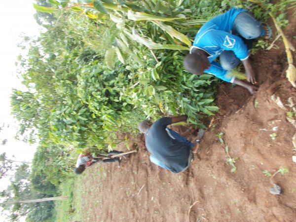 buying trees and planting them