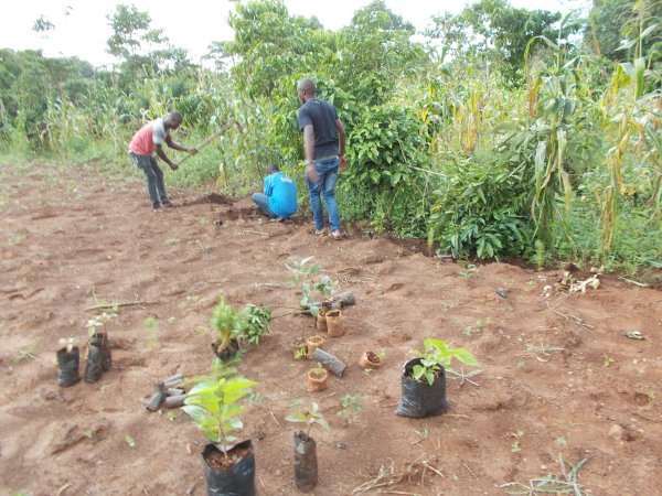 buying trees and planting them