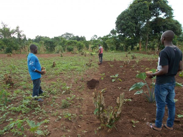 buying trees and planting them