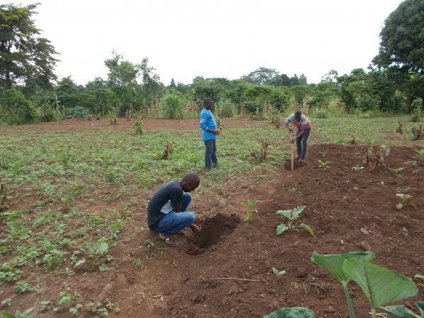 buying trees and planting them