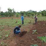 buying trees and planting them