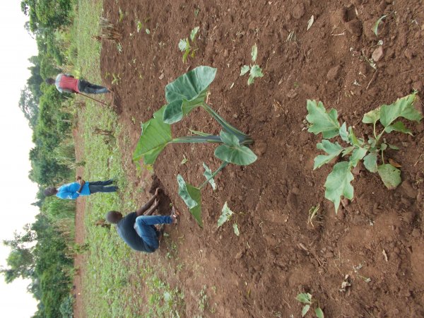 buying trees and planting them