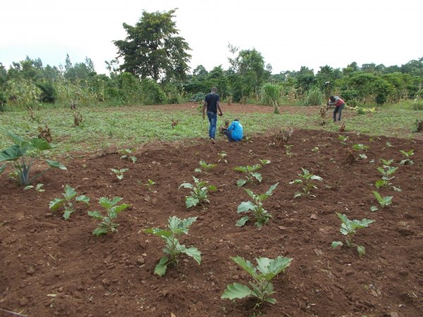 buying trees and planting them