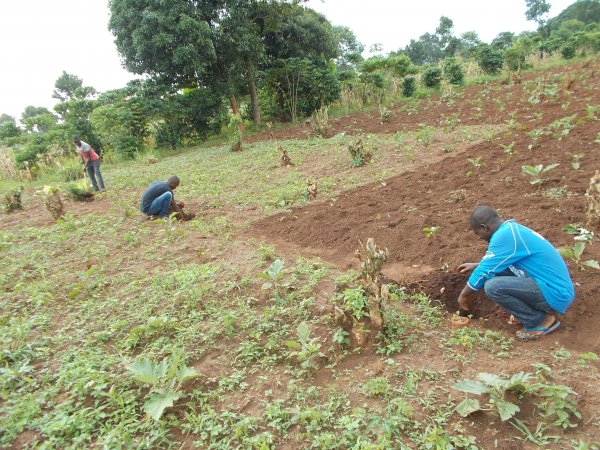 buying trees and planting them