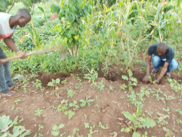 buying trees and planting them