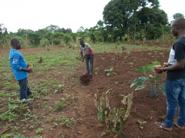 buying trees and planting them