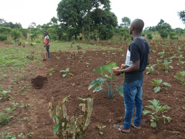 buying trees and planting them