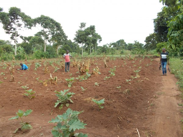 buying trees and planting them