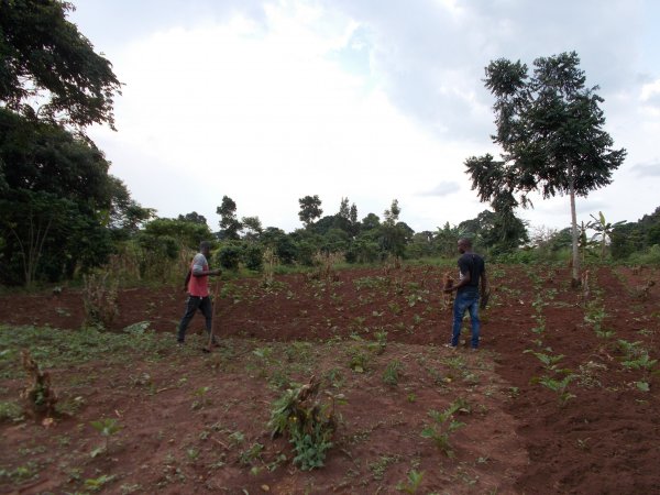 buying trees and planting them