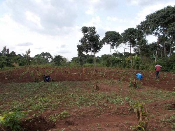 buying trees and planting them