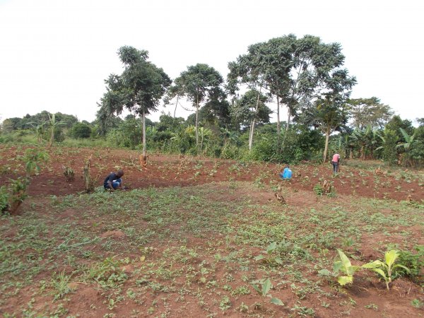 buying trees and planting them