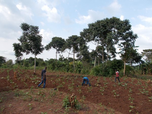 buying trees and planting them