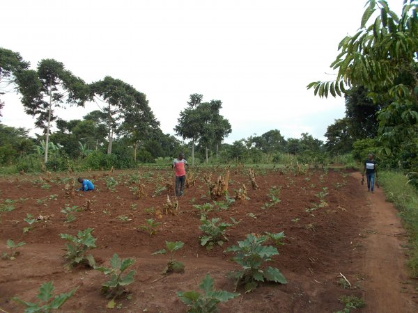 buying trees and planting them