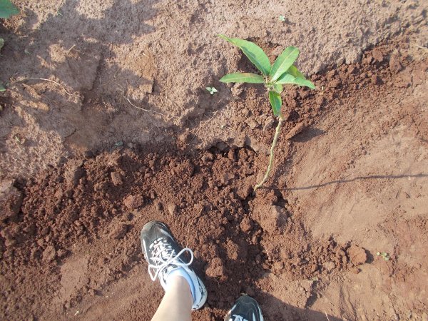 buying trees and planting them